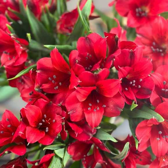 Meet your Posher, Lesley - Picture 2 of 2